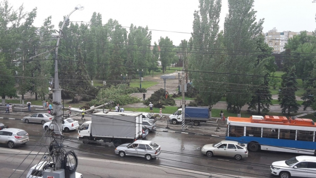 В Саратове из-за ветра упали более 10 деревьев