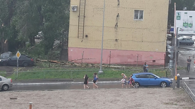 В Саратове из-за ветра упали более 10 деревьев