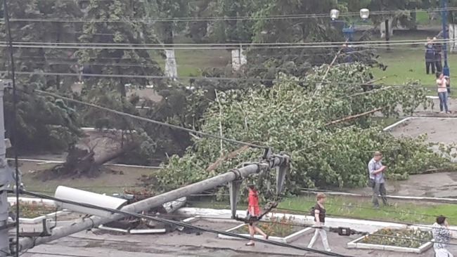 В Саратове из-за ветра упали более 10 деревьев