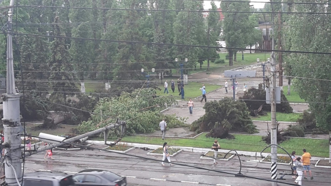В Саратове из-за ветра упали более 10 деревьев