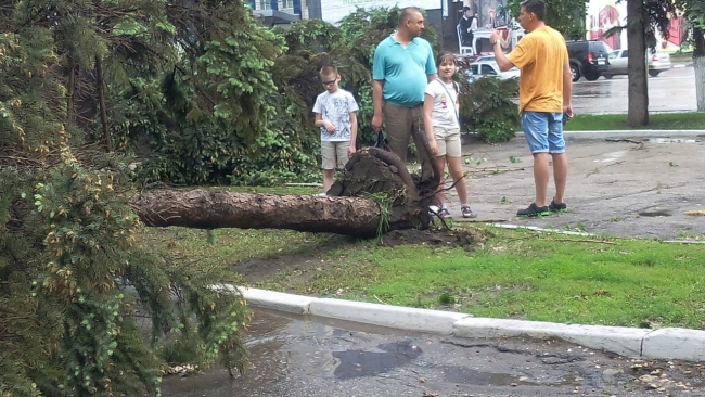 В Саратове из-за ветра упали более 10 деревьев