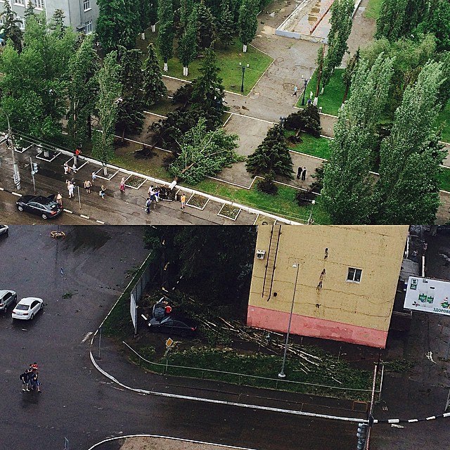 В Саратове из-за ветра упали более 10 деревьев