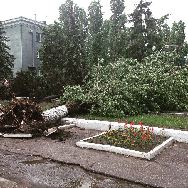 В Саратове из-за ветра упали более 10 деревьев