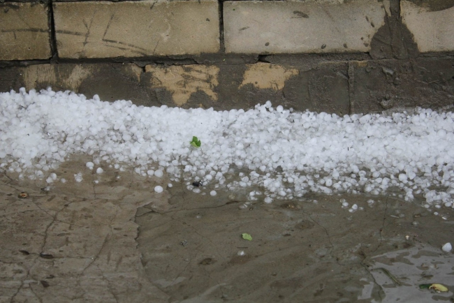 В Саратове из-за ветра упали более 10 деревьев