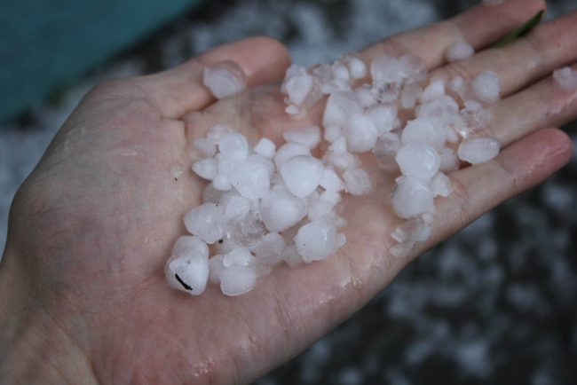 В Саратове из-за ветра упали более 10 деревьев