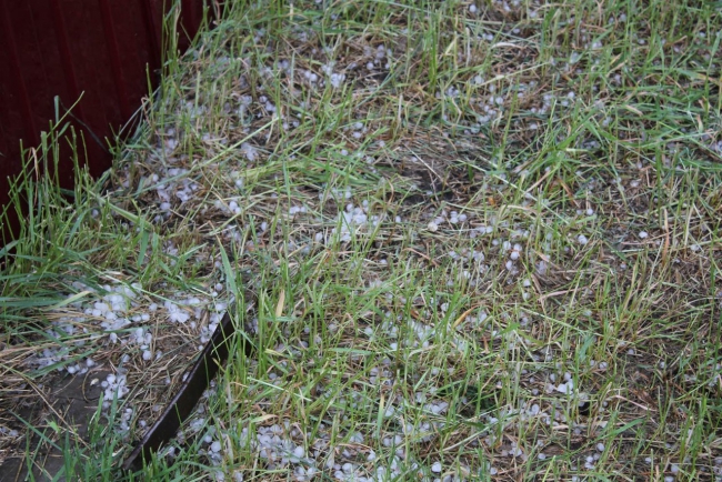 В Саратове из-за ветра упали более 10 деревьев