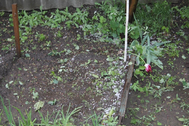 В Саратове из-за ветра упали более 10 деревьев