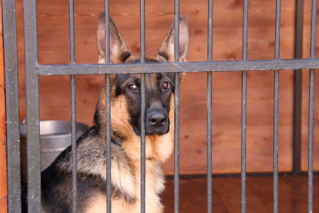 ГУ МВД о работе ППС: На улицах Саратова стало меньше алкоголиков