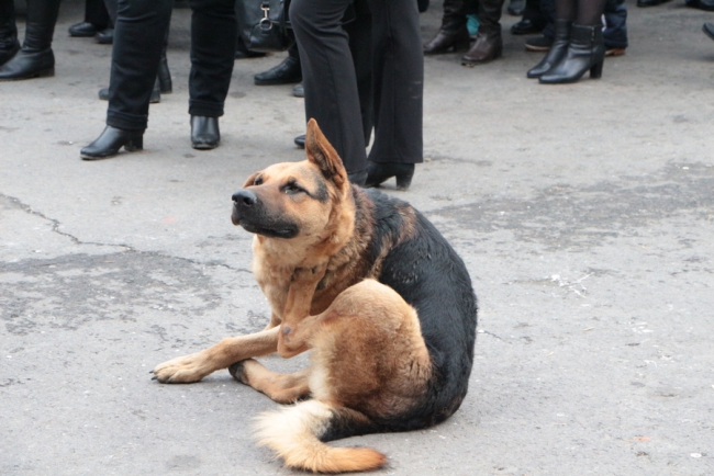 Губернатор и 7000 саратовцев спели гимн России