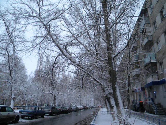 Активисты МГЕР убедили председателя ТСЖ в опасности деревьев