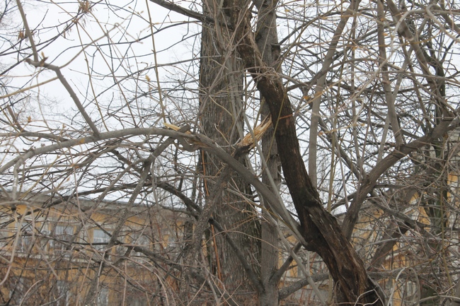 Из «Липок» убрали кормушку в виде головы ребенка