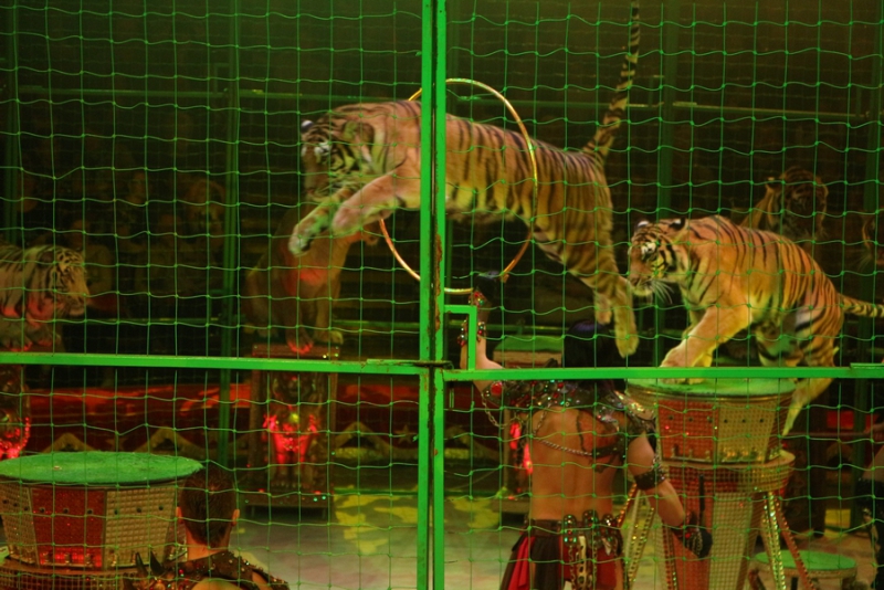 Звание «Принцесса цирка» получили акробатки из России