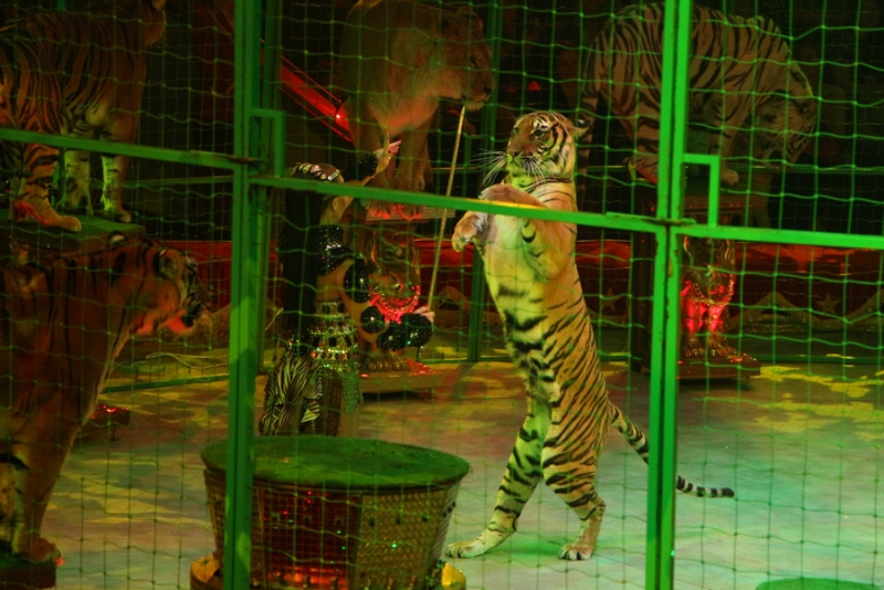 Звание «Принцесса цирка» получили акробатки из России