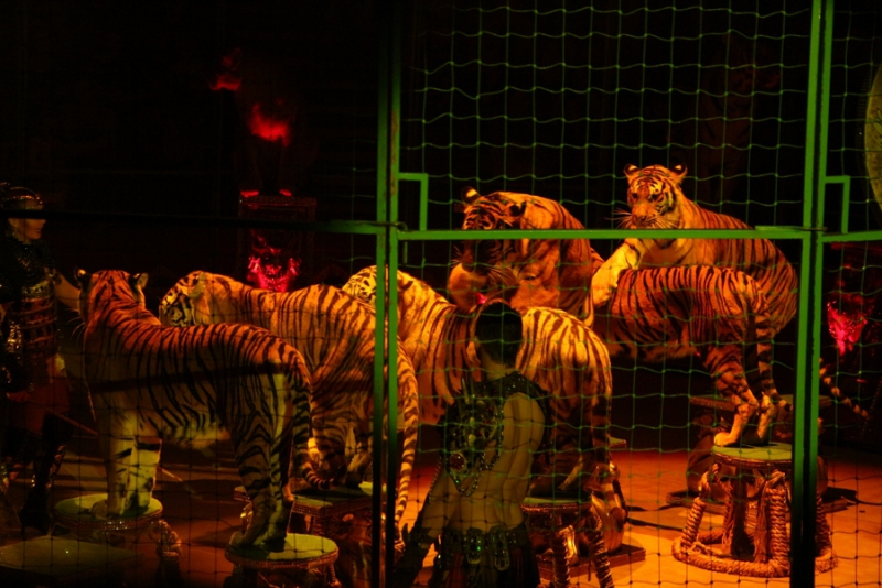 Звание «Принцесса цирка» получили акробатки из России