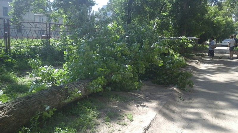 В Балакове тополь рухнул на два автомобиля