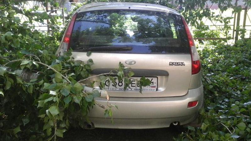 В Балакове тополь рухнул на два автомобиля