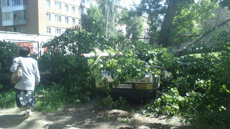 В Балакове тополь рухнул на два автомобиля
