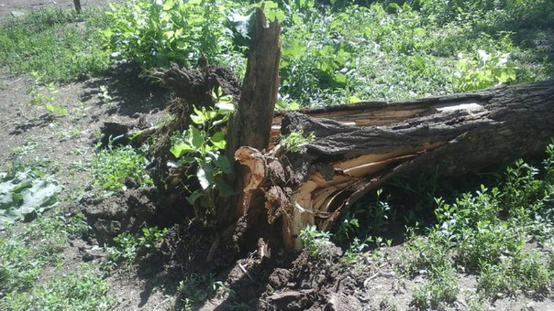 В Балакове тополь рухнул на два автомобиля