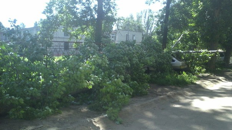 В Балакове тополь рухнул на два автомобиля