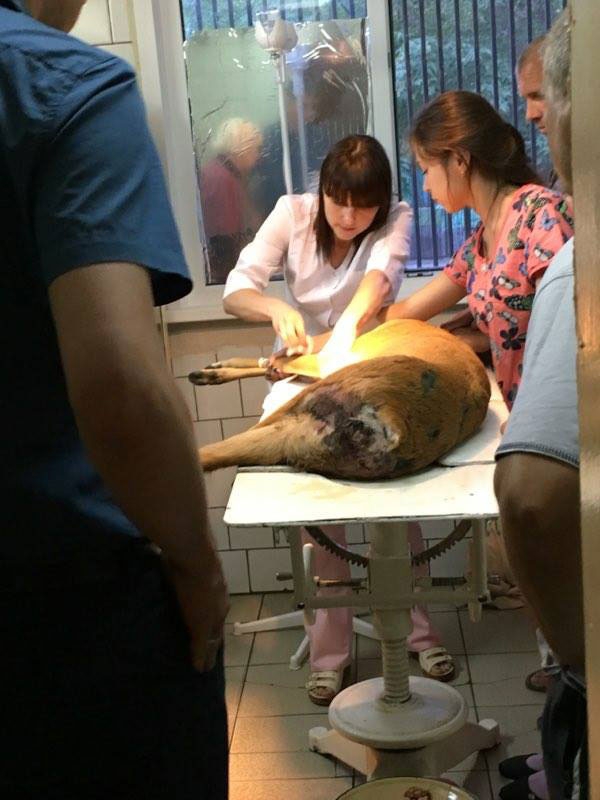 Ветеринары и неравнодушный саратовец борются за жизнь сбитой на трассе косули