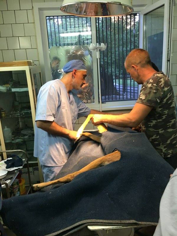 Ветеринары и неравнодушный саратовец борются за жизнь сбитой на трассе косули