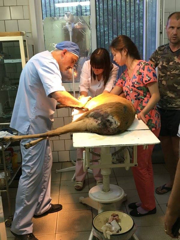 Ветеринары и неравнодушный саратовец борются за жизнь сбитой на трассе косули