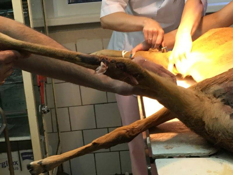 Ветеринары и неравнодушный саратовец борются за жизнь сбитой на трассе косули