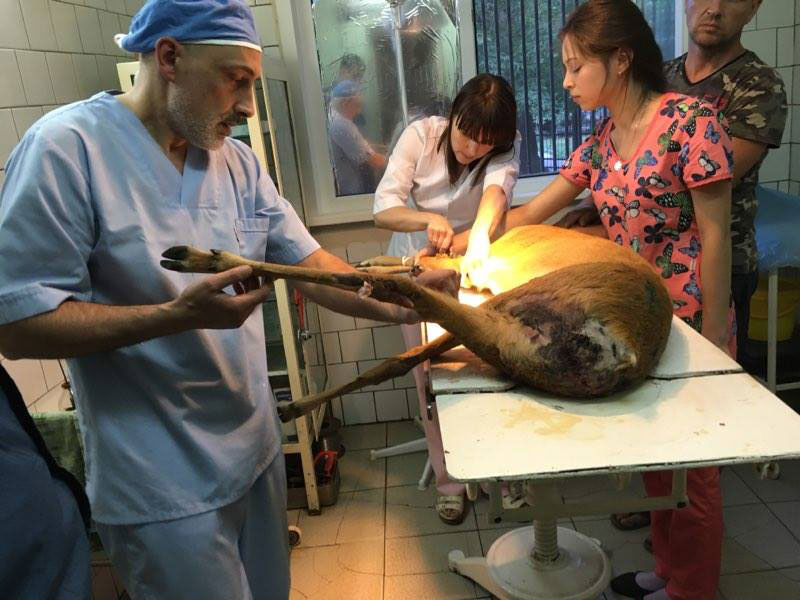 Ветеринары и неравнодушный саратовец борются за жизнь сбитой на трассе косули