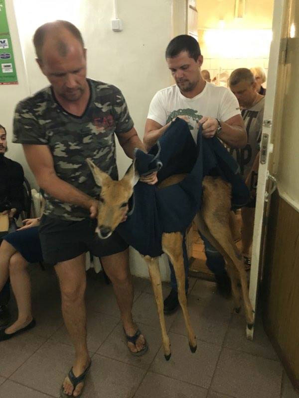 Ветеринары и неравнодушный саратовец борются за жизнь сбитой на трассе косули