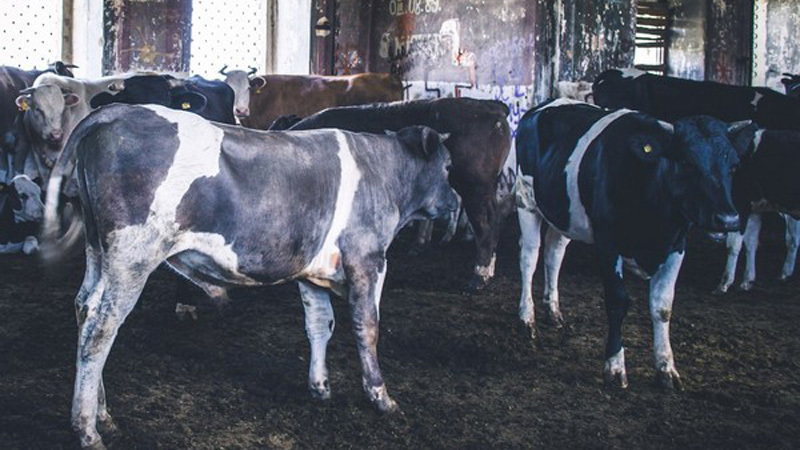 Разрушенный храм в селе Ахмат заняли коровы