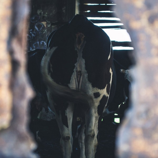 Разрушенный храм в селе Ахмат заняли коровы