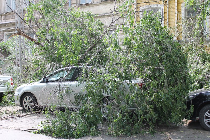 В Саратове дерево раздавило «Тойоту» подполковника прокуратуры