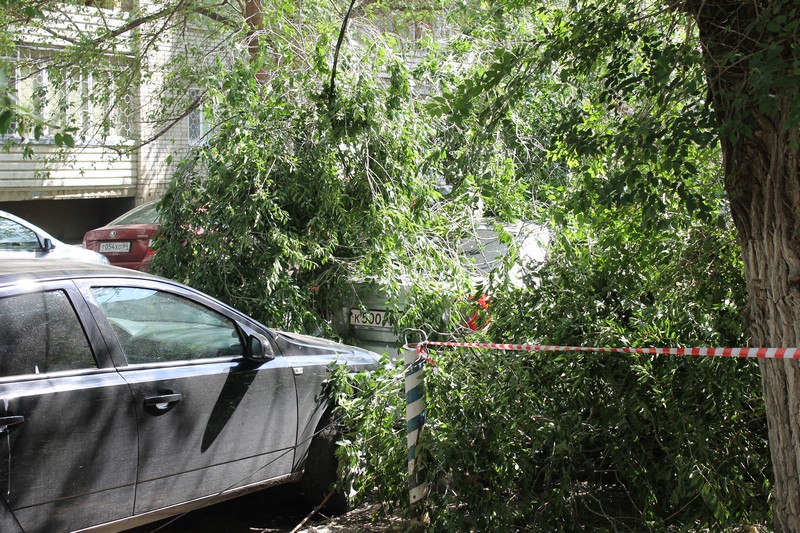 В Саратове дерево раздавило «Тойоту» подполковника прокуратуры