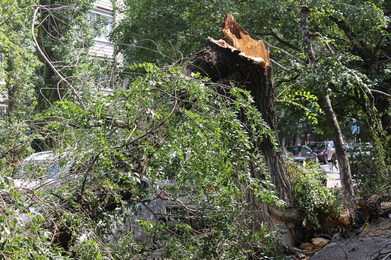 В Саратове дерево раздавило «Тойоту» подполковника прокуратуры