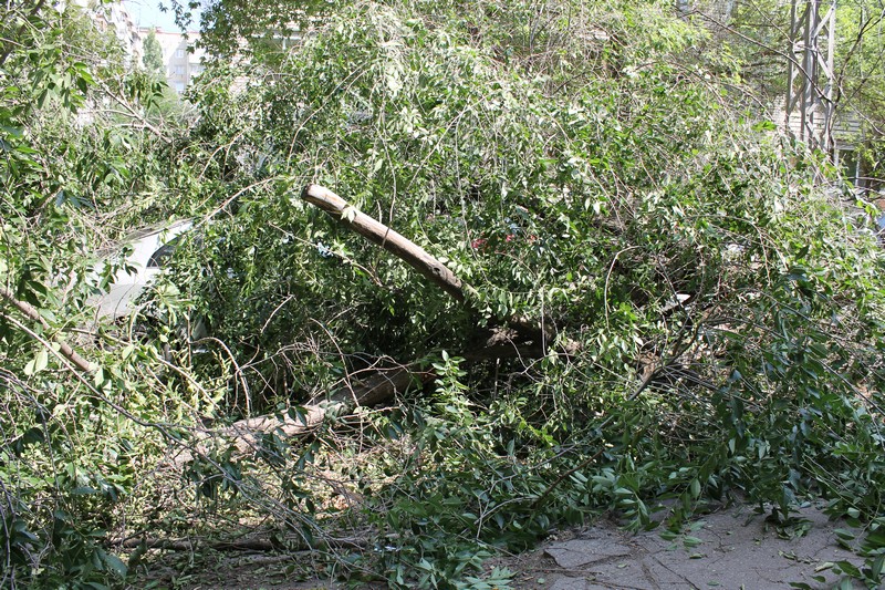 В Саратове дерево раздавило «Тойоту» подполковника прокуратуры