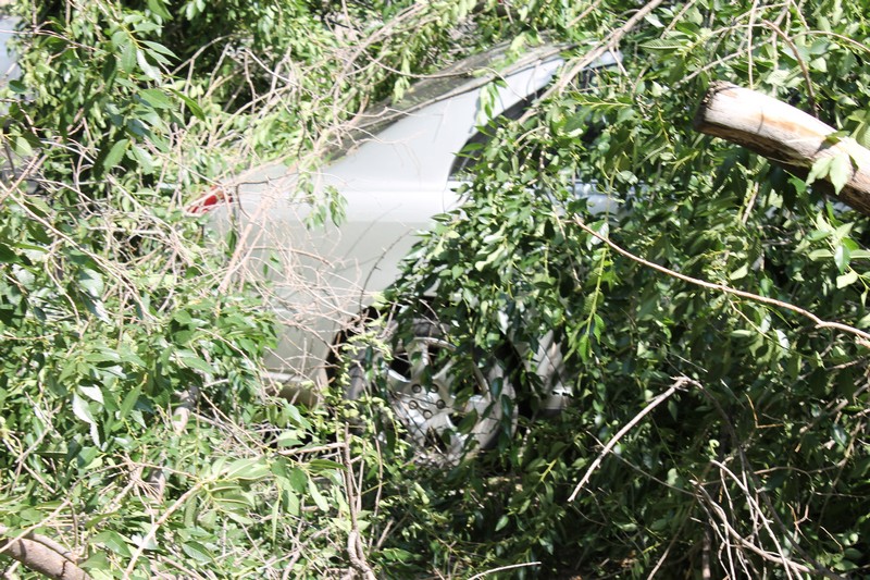 В Саратове дерево раздавило «Тойоту» подполковника прокуратуры