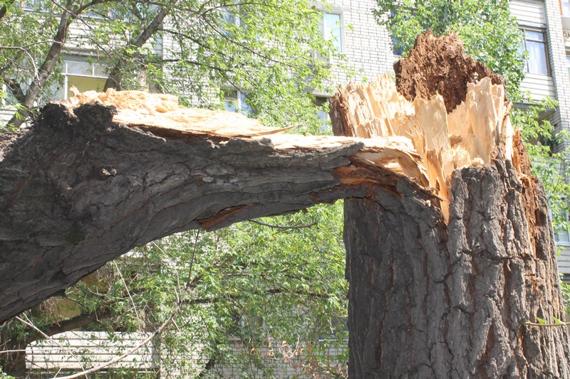 В Саратове дерево раздавило «Тойоту» подполковника прокуратуры