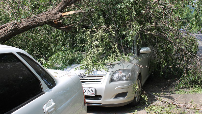В Саратове дерево раздавило «Тойоту» подполковника прокуратуры