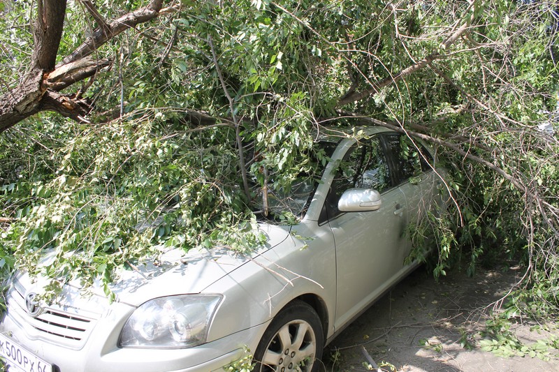 В Саратове дерево раздавило «Тойоту» подполковника прокуратуры