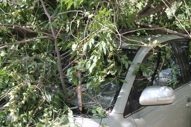 В Саратове дерево раздавило «Тойоту» подполковника прокуратуры