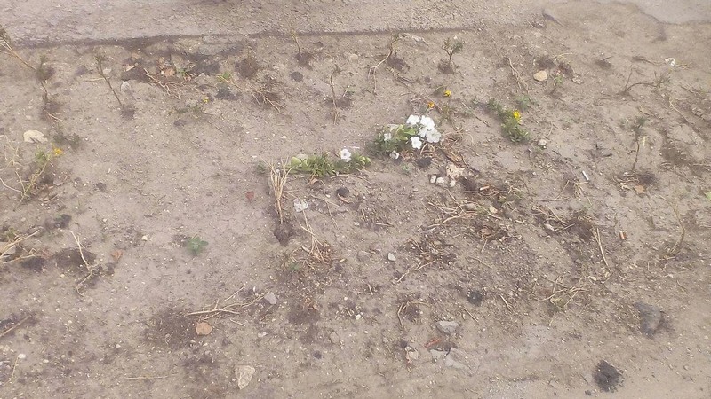 Губернатору рассказали, как отремонтируют улицу Радищева