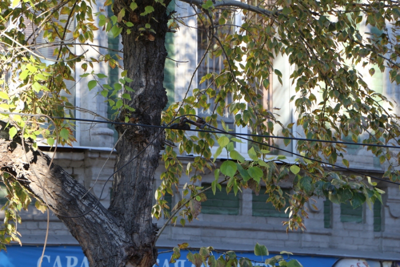 Из-за обрыва проводов в центре Саратова остановлено движение троллейбусов