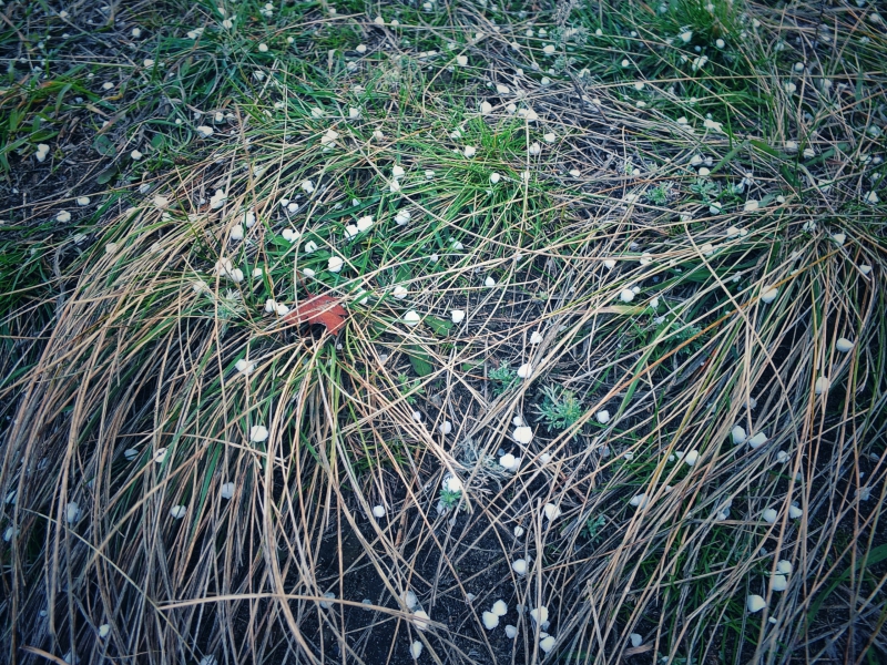 Жители Саратова увидели первый снег