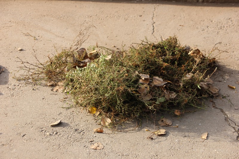 «Холодный субботник» в Саратове вывел на улицы 10 тысяч горожан