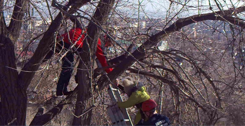В районе Кумысной поляны спасатели сняли с дерева ребенка