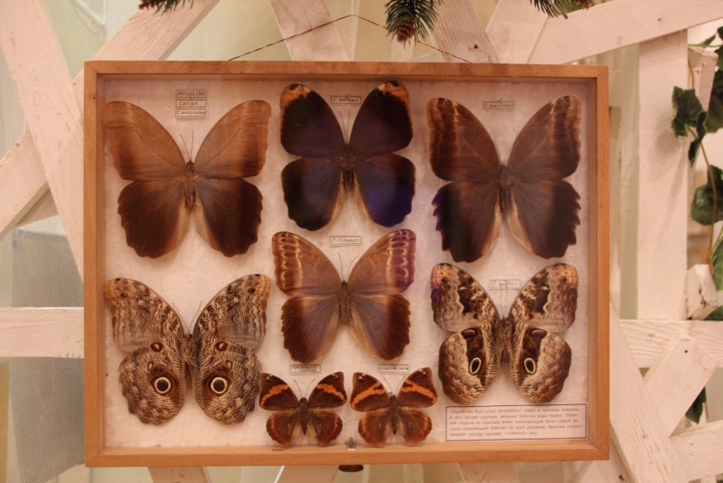 Выставка бабочек пермь колизей