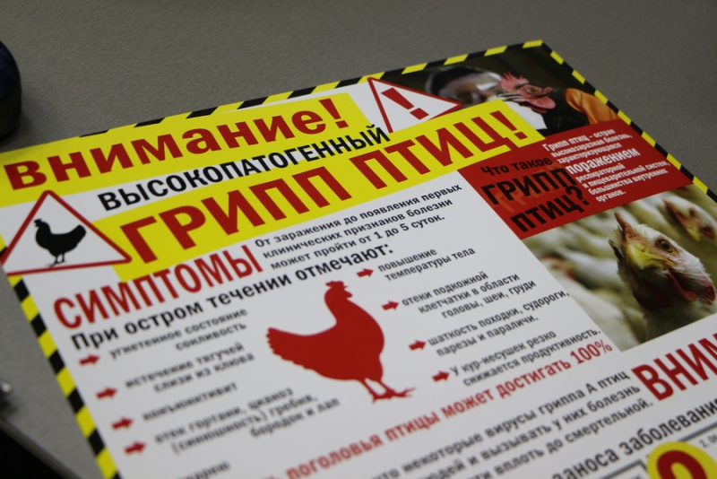 В Саратовской области возможна вспышка птичьего гриппа
