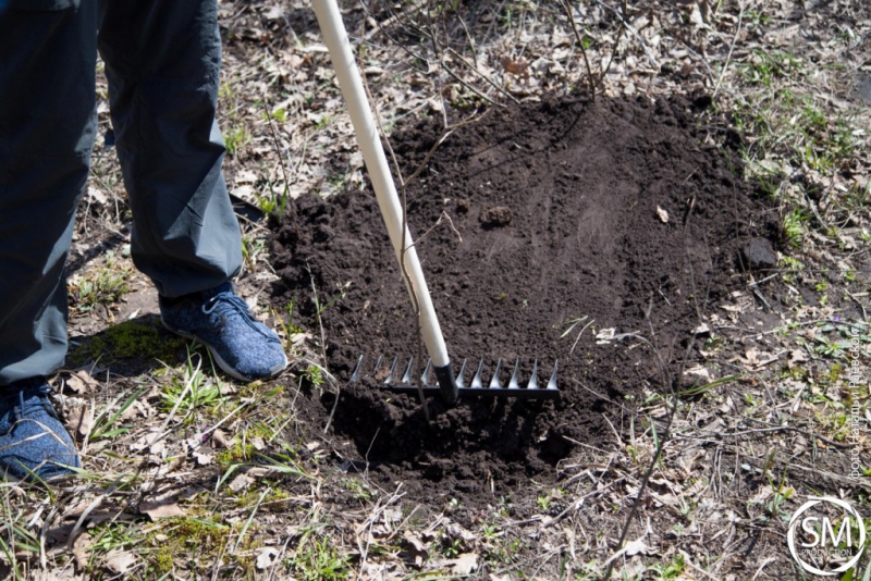 Студенты СГЮА посадили деревья на «Аллее выпускников»
