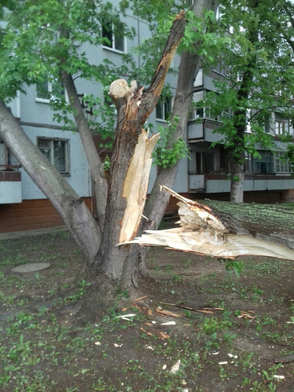 В Балакове упавший клен придавил иномарку