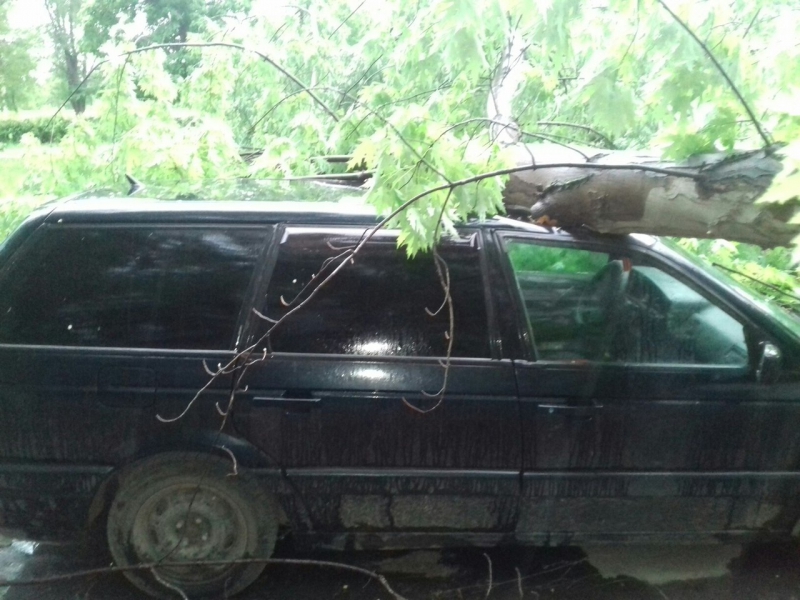 В Балакове упавший клен придавил иномарку